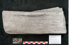 Foto (Objekt + Etikett) von Sigillaria elongata Brongniart (NHMW-GEO-2024-0188-11067)